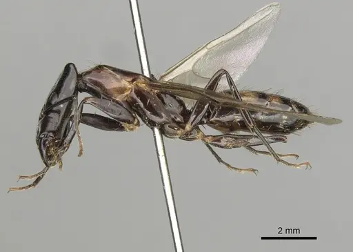 Camponotus mirabilis specimen CASENT0280166 image casent0280166_3