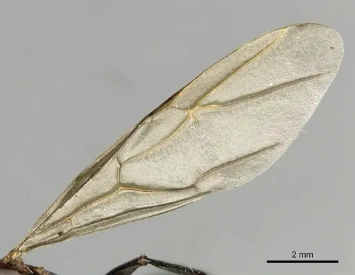 Camponotus mirabilis specimen CASENT0280166 image casent0280166_4