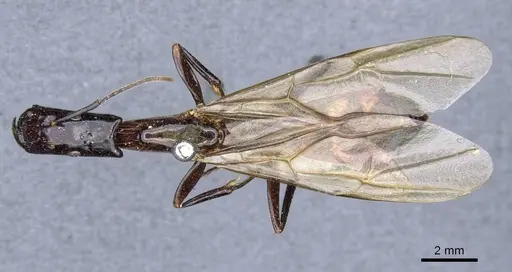 Camponotus mirabilis specimen CASENT0905507 image casent0905507_1