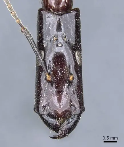 Camponotus mirabilis specimen CASENT0905507 image casent0905507_2
