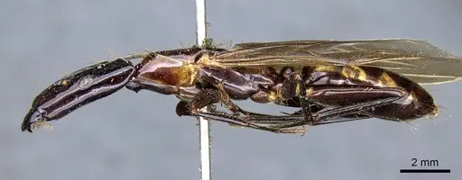 Camponotus mirabilis specimen CASENT0905507 image casent0905507_3