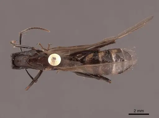 Camponotus mirabilis specimen FMNHINS0000062969 image fmnhins0000062969_1