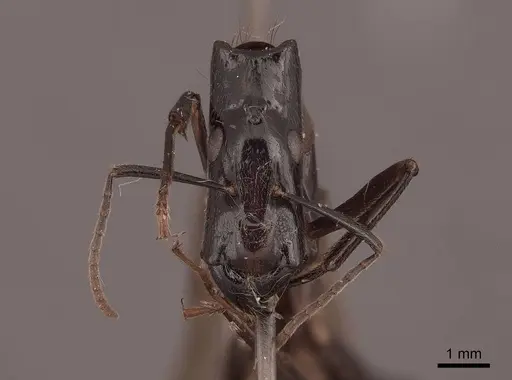 Camponotus mirabilis specimen FMNHINS0000062969 image fmnhins0000062969_2