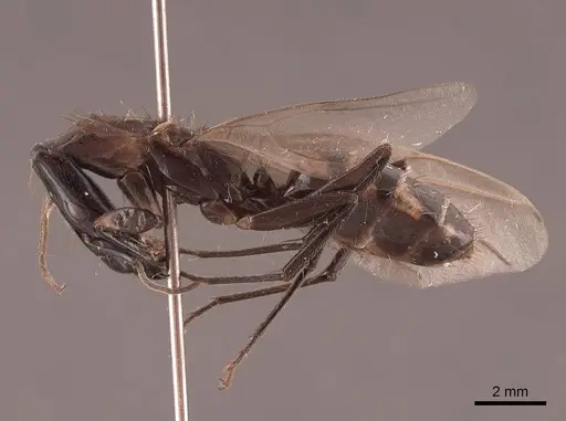 Camponotus mirabilis specimen FMNHINS0000062969 image fmnhins0000062969_3