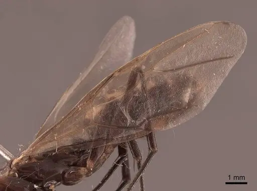 Camponotus mirabilis specimen FMNHINS0000062969 image fmnhins0000062969_4