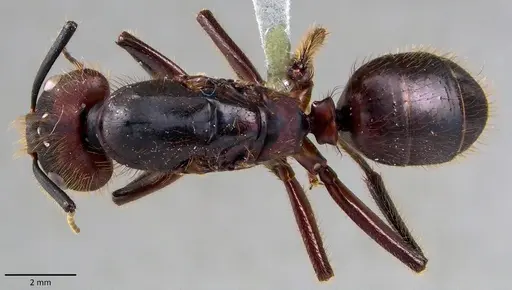 Camponotus misturus specimen ANTWEB1041831 image antweb1041831_1