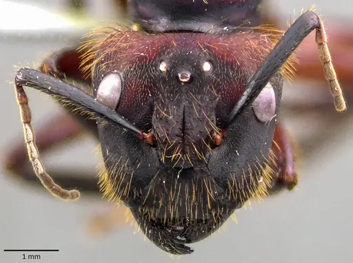 Camponotus misturus specimen ANTWEB1041831 image antweb1041831_2