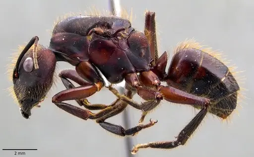 Camponotus misturus specimen ANTWEB1041831 image antweb1041831_3