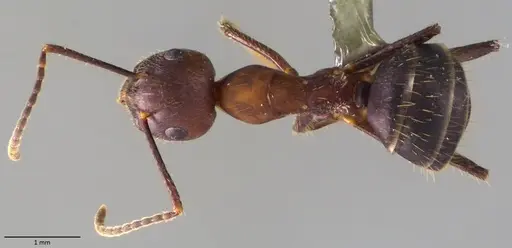 Camponotus misturus specimen ANTWEB1060017 image antweb1060017_1