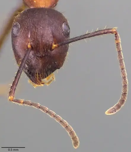 Camponotus misturus specimen ANTWEB1060017 image antweb1060017_2