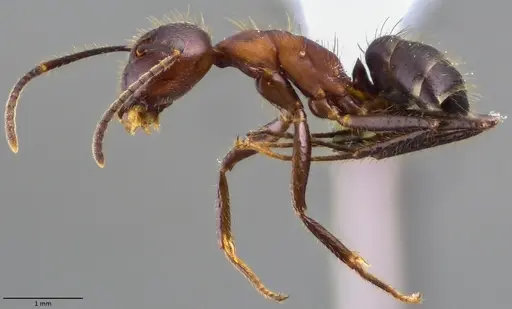 Camponotus misturus specimen ANTWEB1060017 image antweb1060017_3