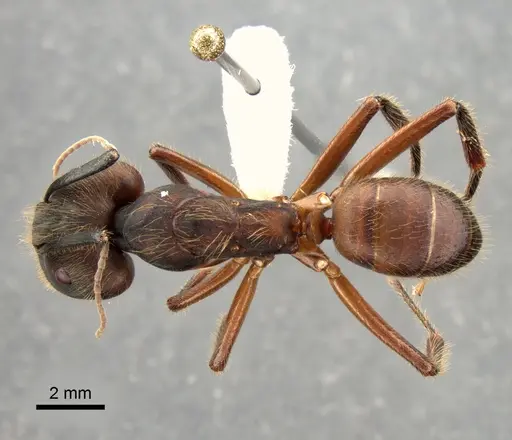 Camponotus misturus specimen CASENT0882013 image casent0882013_1