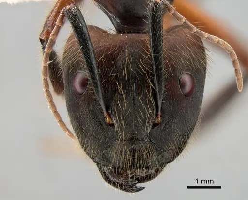 Camponotus misturus specimen CASENT0882013 image casent0882013_2