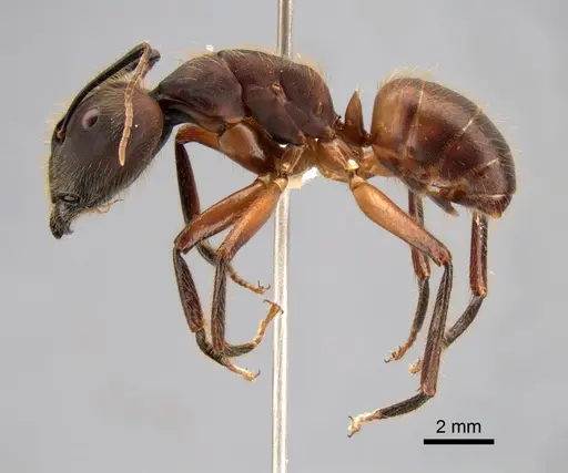 Camponotus misturus specimen CASENT0882013 image casent0882013_3