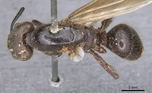 Camponotus misturus specimen CASENT0901894 image casent0901894_1