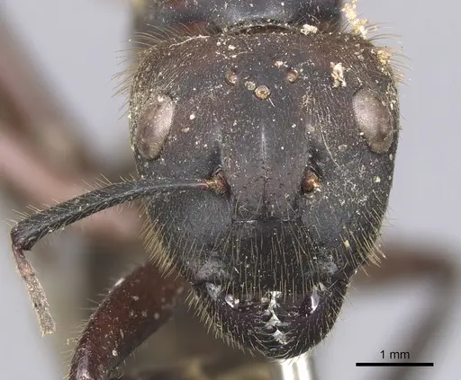 Camponotus misturus specimen CASENT0901894 image casent0901894_2