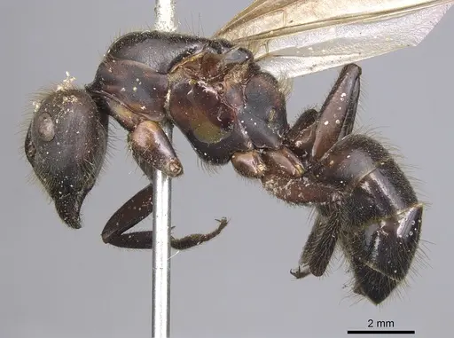 Camponotus misturus specimen CASENT0901894 image casent0901894_3