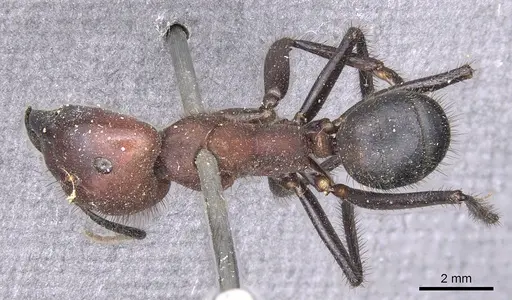 Camponotus misturus specimen CASENT0901903 image casent0901903_1