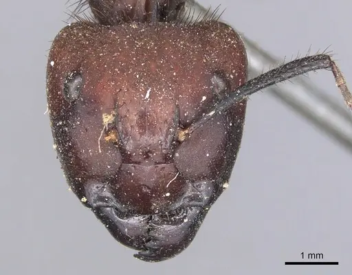 Camponotus misturus specimen CASENT0901903 image casent0901903_2