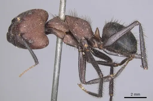 Camponotus misturus specimen CASENT0901903 image casent0901903_3