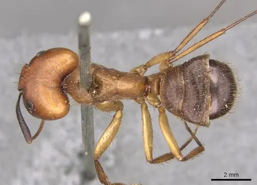 Camponotus misturus specimen CASENT0910505 image casent0910505_1