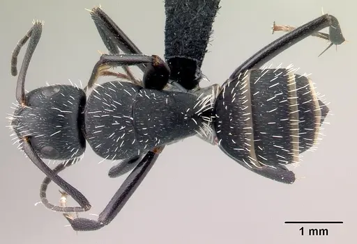 Camponotus mita specimen CASENT0110442 image casent0110442_1