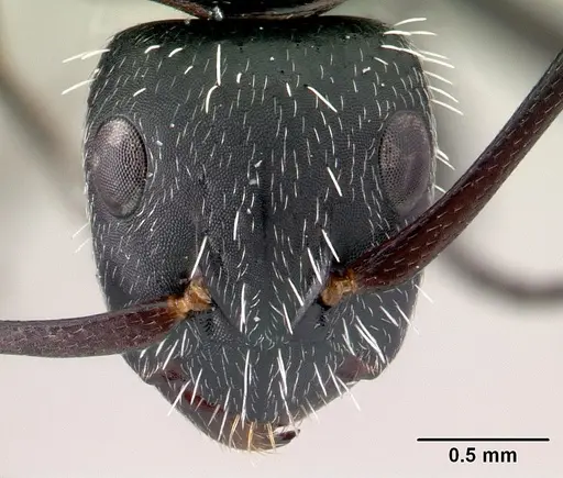 Camponotus mita specimen CASENT0110442 image casent0110442_2