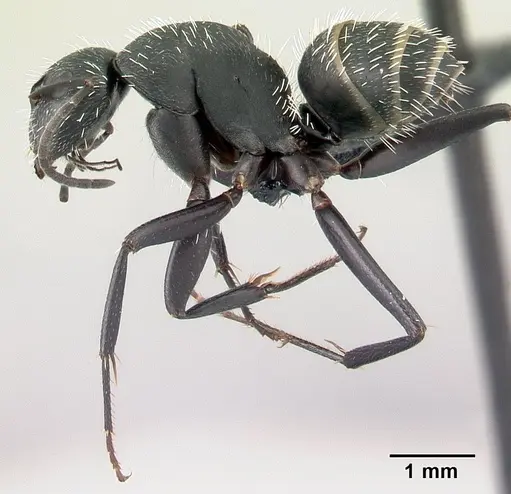 Camponotus mita specimen CASENT0110442 image casent0110442_3