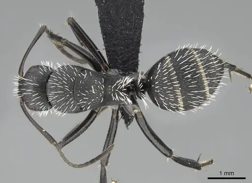 Camponotus mita specimen CASENT0498906 image casent0498906_1