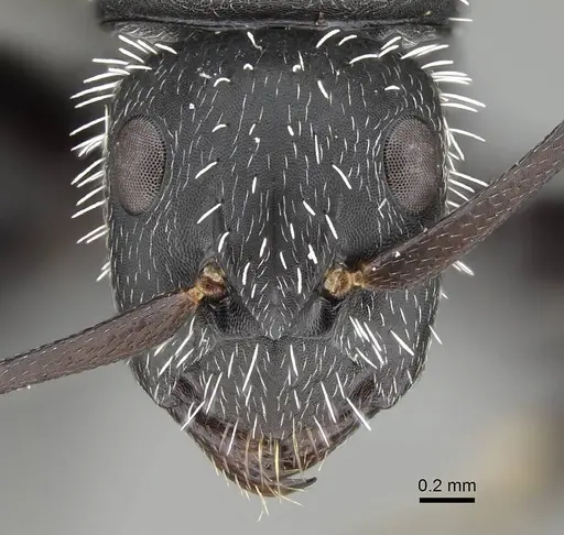 Camponotus mita specimen CASENT0498906 image casent0498906_2