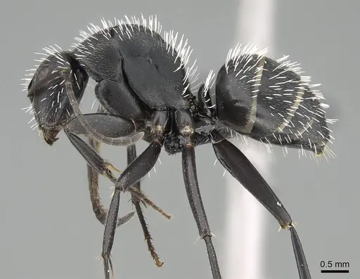 Camponotus mita specimen CASENT0498906 image casent0498906_4