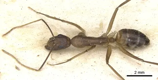 Camponotus mitis specimen CASENT0903590 image casent0903590_1