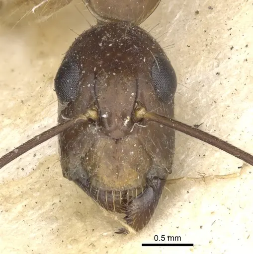 Camponotus mitis specimen CASENT0903590 image casent0903590_2
