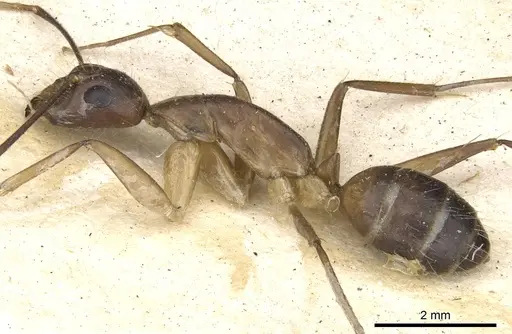 Camponotus mitis specimen CASENT0903590 image casent0903590_3