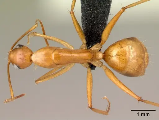 Camponotus mixtellus specimen CASENT0071559 image casent0071559_1