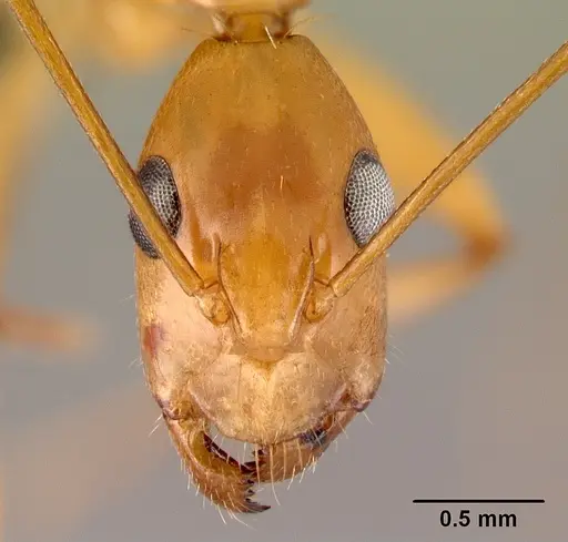 Camponotus mixtellus specimen CASENT0071559 image casent0071559_2