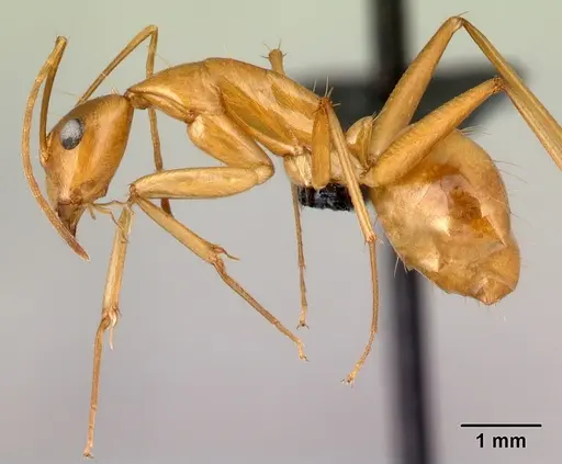 Camponotus mixtellus specimen CASENT0071559 image casent0071559_3