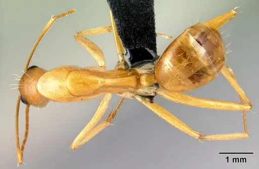 Camponotus mixtellus specimen CASENT0076675 image casent0076675_1
