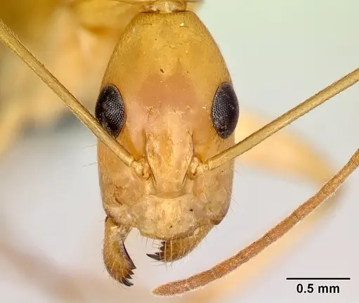 Camponotus mixtellus specimen CASENT0076675 image casent0076675_2