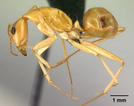 Camponotus mixtellus specimen CASENT0076675 image casent0076675_3