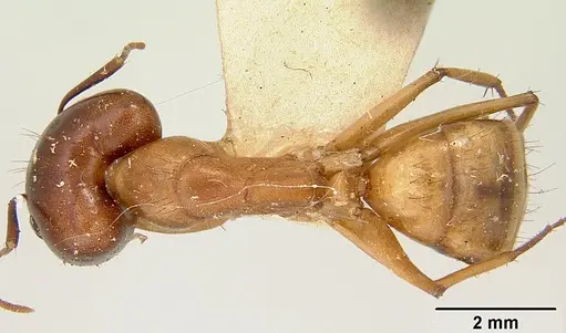 Camponotus mixtellus specimen CASENT0101893 image casent0101893_1