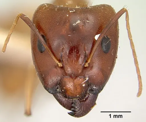 Camponotus mixtellus specimen CASENT0101893 image casent0101893_2