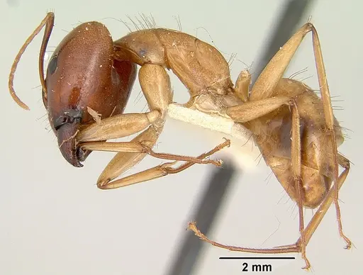 Camponotus mixtellus specimen CASENT0101893 image casent0101893_3