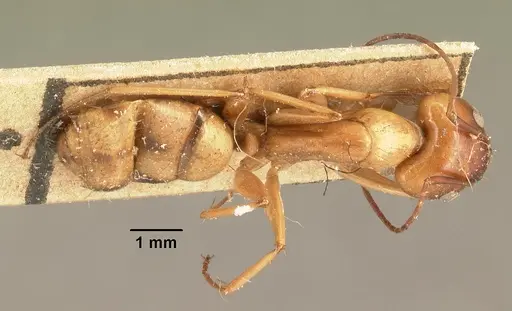 Camponotus mixtellus specimen CASENT0101924 image casent0101924_1