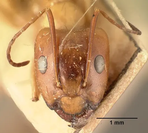 Camponotus mixtellus specimen CASENT0101924 image casent0101924_2