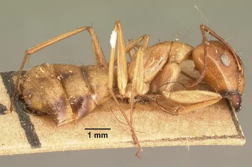 Camponotus mixtellus specimen CASENT0101924 image casent0101924_3