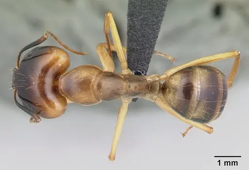 Camponotus mixtellus specimen CASENT0132562 image casent0132562_1