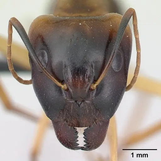 Camponotus mixtellus specimen CASENT0132562 image casent0132562_2