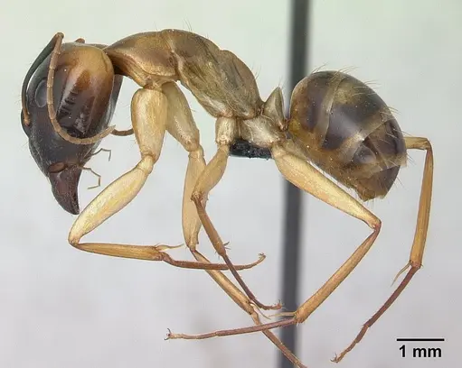 Camponotus mixtellus specimen CASENT0132562 image casent0132562_3