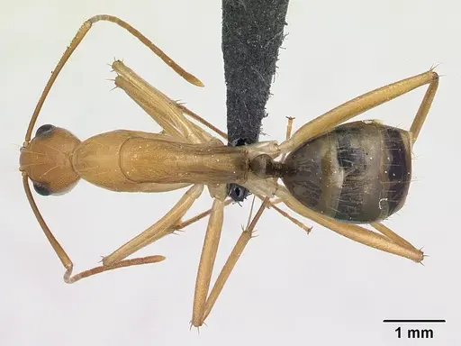 Camponotus mixtellus specimen CASENT0132606 image casent0132606_1
